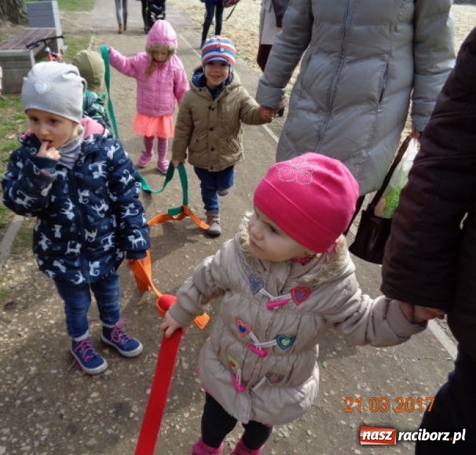 Zdjęcie w galerii na portalu naszraciborz.pl: Fiku-miku powitało już wiosnę  wiadomości z regionu