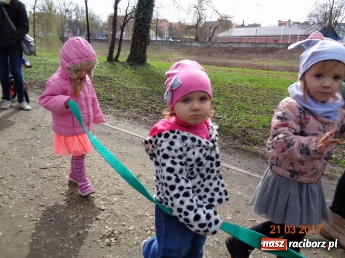 Zdjęcie w galerii na portalu naszraciborz.pl: Fiku-miku powitało już wiosnę  wiadomości z regionu