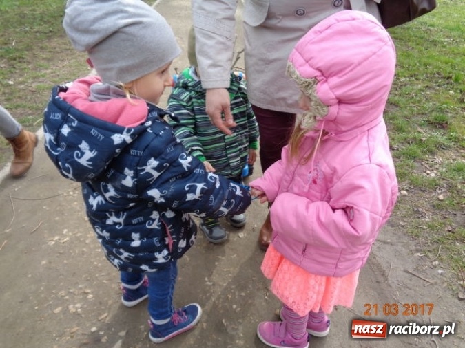 Zdjęcie w galerii na portalu naszraciborz.pl: Fiku-miku powitało już wiosnę  wiadomości z regionu