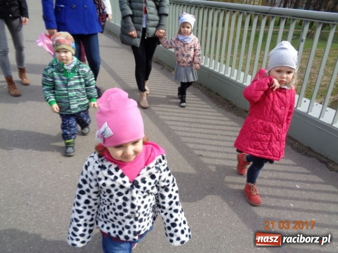Zdjęcie w galerii na portalu naszraciborz.pl: Fiku-miku powitało już wiosnę  wiadomości z regionu