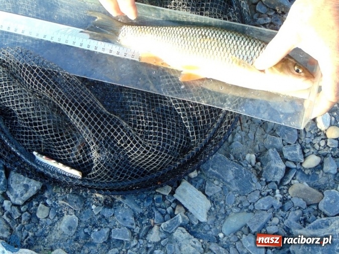 Zdjęcie w galerii na portalu naszraciborz.pl: Otwarcie Sezonu Spinningowego 2017 - w niedzielę odbyły się wędkarskie zawody sportowe wiadomości z regionu