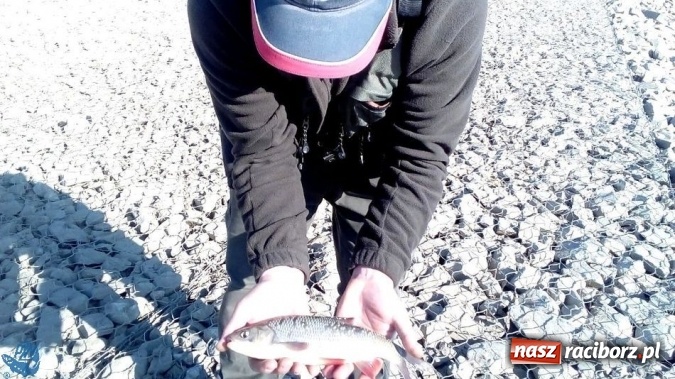 Zdjęcie w galerii na portalu naszraciborz.pl: Otwarcie Sezonu Spinningowego 2017 - w niedzielę odbyły się wędkarskie zawody sportowe wiadomości z regionu