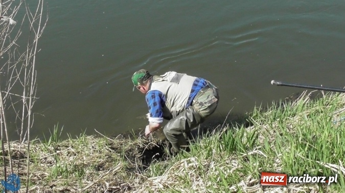 Zdjęcie w galerii na portalu naszraciborz.pl: Otwarcie Sezonu Spinningowego 2017 - w niedzielę odbyły się wędkarskie zawody sportowe wiadomości z regionu