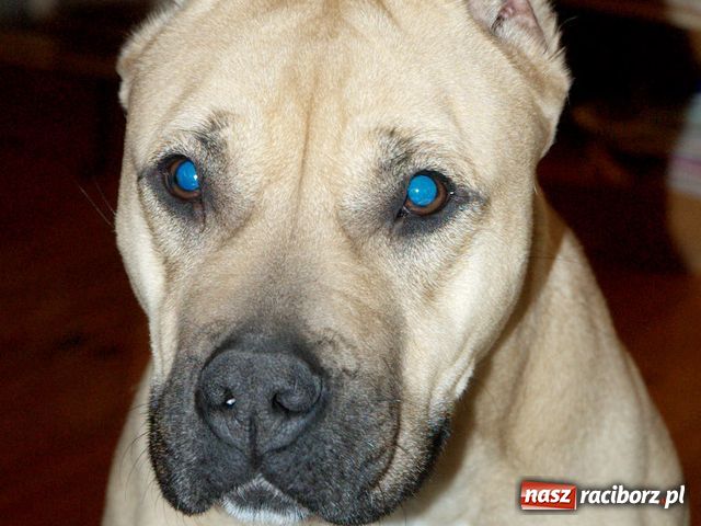 Zdjęcie w galerii na portalu naszraciborz.pl: Znaleziono psa wiadomości z regionu