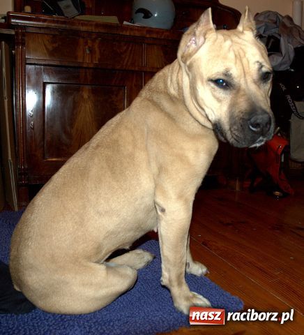 Zdjęcie w galerii na portalu naszraciborz.pl: Znaleziono psa wiadomości z regionu