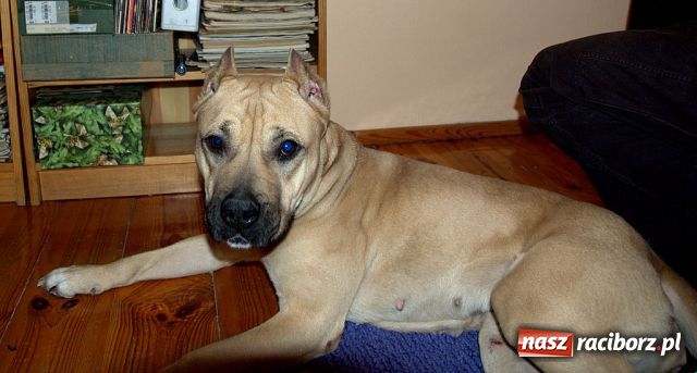 Zdjęcie w galerii na portalu naszraciborz.pl: Znaleziono psa wiadomości z regionu