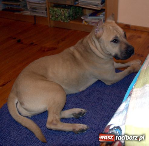 Zdjęcie w galerii na portalu naszraciborz.pl: Znaleziono psa wiadomości z regionu
