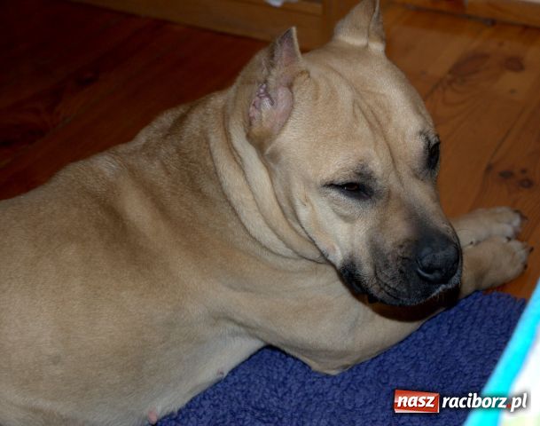 Zdjęcie w galerii na portalu naszraciborz.pl: Znaleziono psa wiadomości z regionu