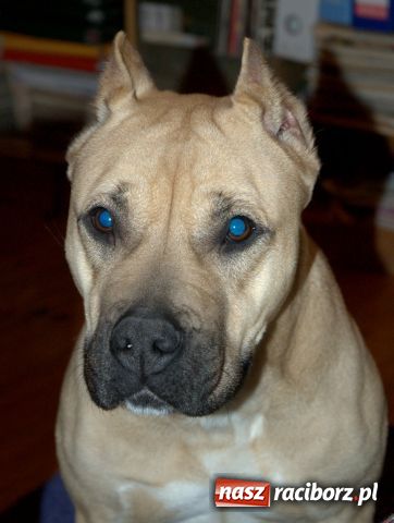 Zdjęcie w galerii na portalu naszraciborz.pl: Znaleziono psa wiadomości z regionu