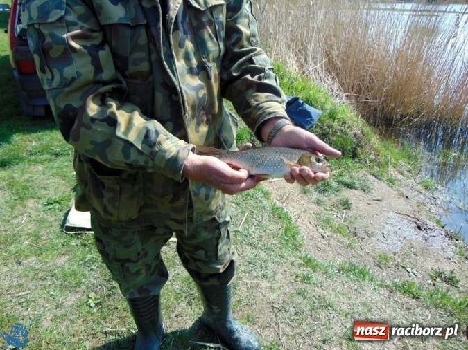 Zdjęcie w galerii na portalu naszraciborz.pl: Otwarcie Sezonu Spławikowego 2017. Wędkarskie zawody sportowe zaliczane do Grand Prix Koła Racibórz-Miasto wiadomości z regionu