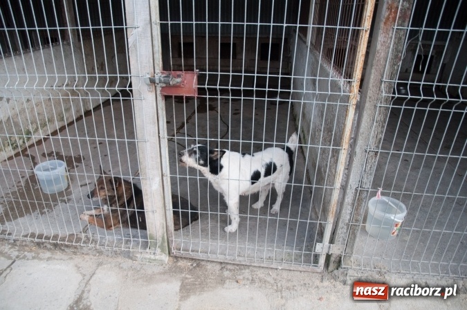 Zdjęcie w galerii na portalu naszraciborz.pl: Plan zmian - radni z wizytą w PK i schronisku dla zwierząt wiadomości z regionu