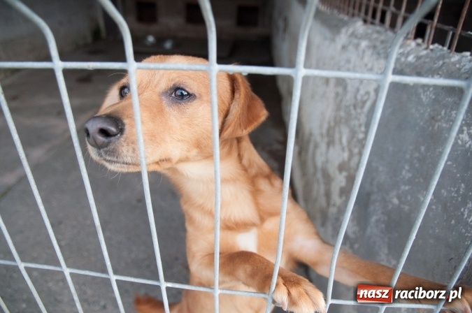 Zdjęcie w galerii na portalu naszraciborz.pl: Plan zmian - radni z wizytą w PK i schronisku dla zwierząt wiadomości z regionu