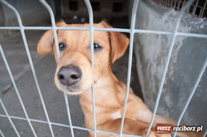 Zdjęcie w galerii na portalu naszraciborz.pl: Plan zmian - radni z wizytą w PK i schronisku dla zwierząt wiadomości z regionu