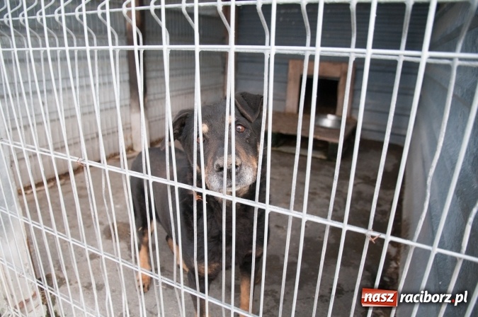 Zdjęcie w galerii na portalu naszraciborz.pl: Plan zmian - radni z wizytą w PK i schronisku dla zwierząt wiadomości z regionu
