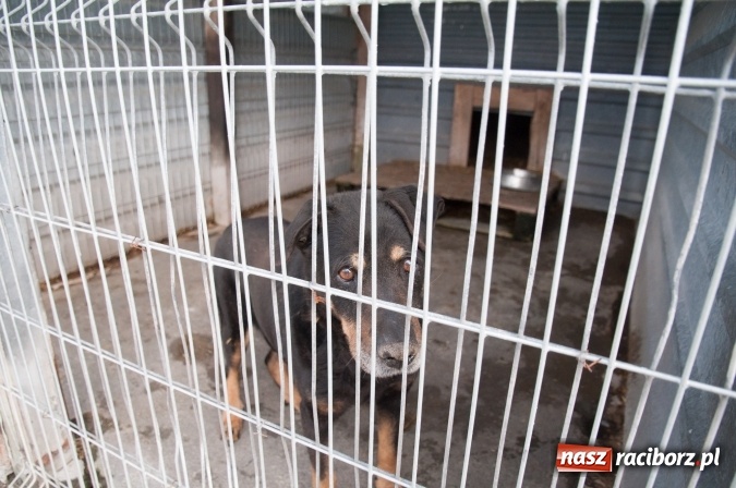 Zdjęcie w galerii na portalu naszraciborz.pl: Plan zmian - radni z wizytą w PK i schronisku dla zwierząt wiadomości z regionu