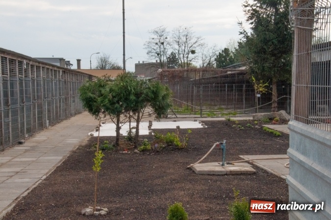 Zdjęcie w galerii na portalu naszraciborz.pl: Plan zmian - radni z wizytą w PK i schronisku dla zwierząt wiadomości z regionu