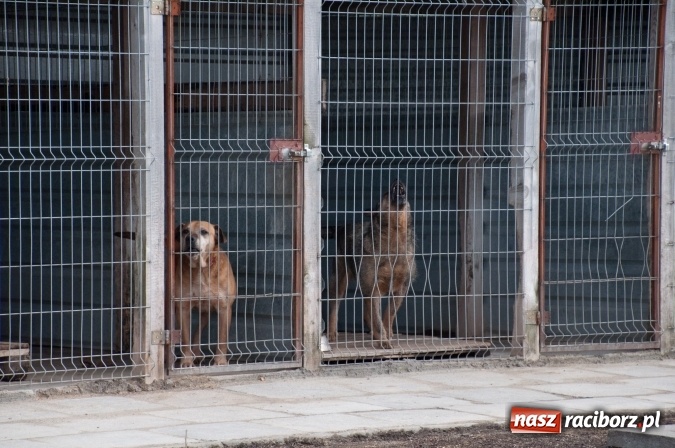 Zdjęcie w galerii na portalu naszraciborz.pl: Plan zmian - radni z wizytą w PK i schronisku dla zwierząt wiadomości z regionu