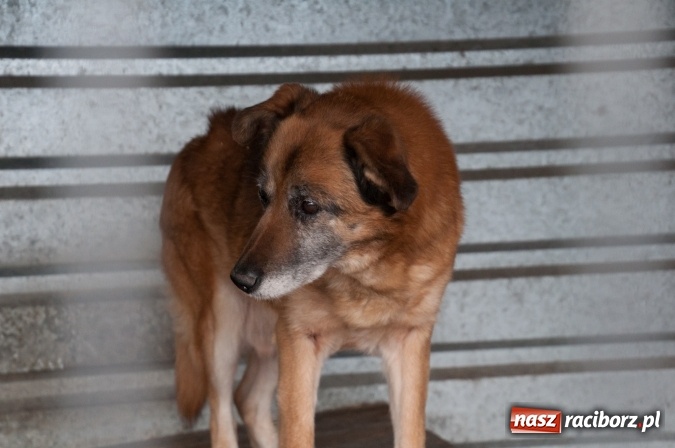 Zdjęcie w galerii na portalu naszraciborz.pl: Plan zmian - radni z wizytą w PK i schronisku dla zwierząt wiadomości z regionu