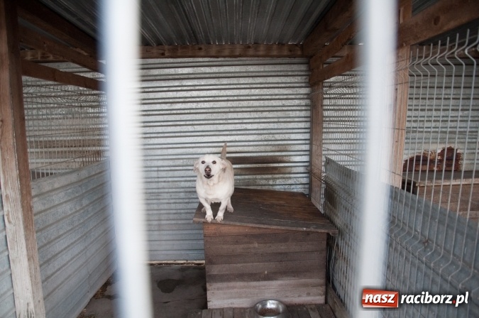 Zdjęcie w galerii na portalu naszraciborz.pl: Plan zmian - radni z wizytą w PK i schronisku dla zwierząt wiadomości z regionu