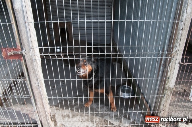 Zdjęcie w galerii na portalu naszraciborz.pl: Plan zmian - radni z wizytą w PK i schronisku dla zwierząt wiadomości z regionu