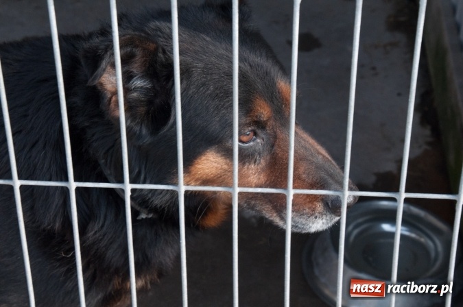 Zdjęcie w galerii na portalu naszraciborz.pl: Plan zmian - radni z wizytą w PK i schronisku dla zwierząt wiadomości z regionu