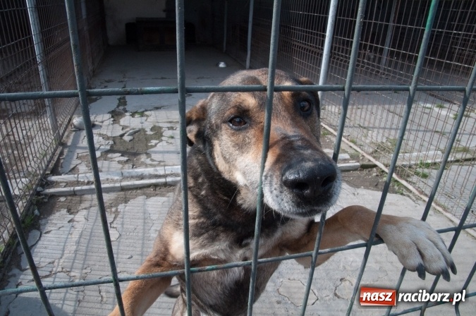 Zdjęcie w galerii na portalu naszraciborz.pl: Plan zmian - radni z wizytą w PK i schronisku dla zwierząt wiadomości z regionu