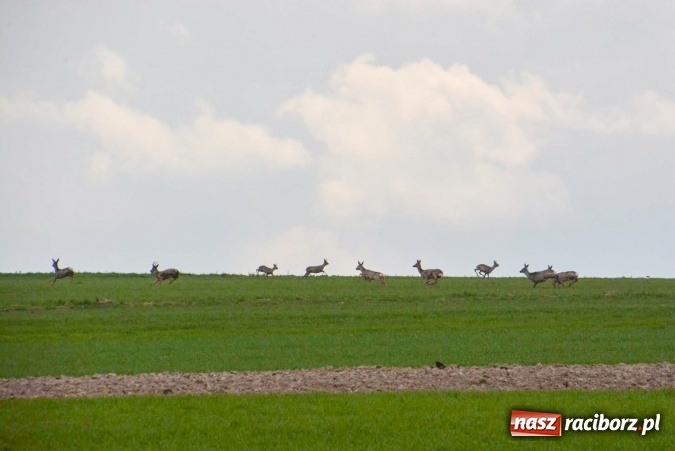 Zdjęcie w galerii na portalu naszraciborz.pl: Biskup, senator, starosta i wójt, czyli bieńkowicka procesja konna  wiadomości z regionu