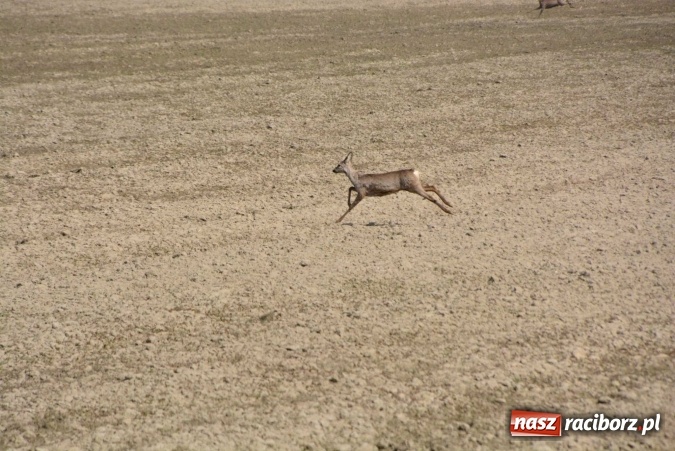 Zdjęcie w galerii na portalu naszraciborz.pl: Biskup, senator, starosta i wójt, czyli bieńkowicka procesja konna  wiadomości z regionu