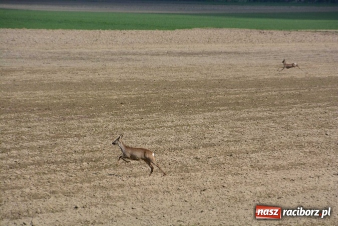 Zdjęcie w galerii na portalu naszraciborz.pl: Biskup, senator, starosta i wójt, czyli bieńkowicka procesja konna  wiadomości z regionu