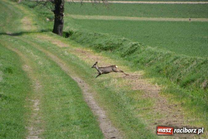 Zdjęcie w galerii na portalu naszraciborz.pl: Biskup, senator, starosta i wójt, czyli bieńkowicka procesja konna  wiadomości z regionu