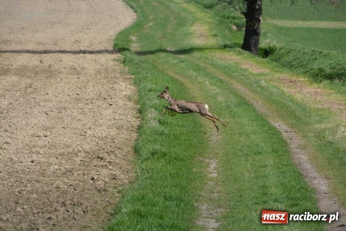Zdjęcie w galerii na portalu naszraciborz.pl: Biskup, senator, starosta i wójt, czyli bieńkowicka procesja konna  wiadomości z regionu