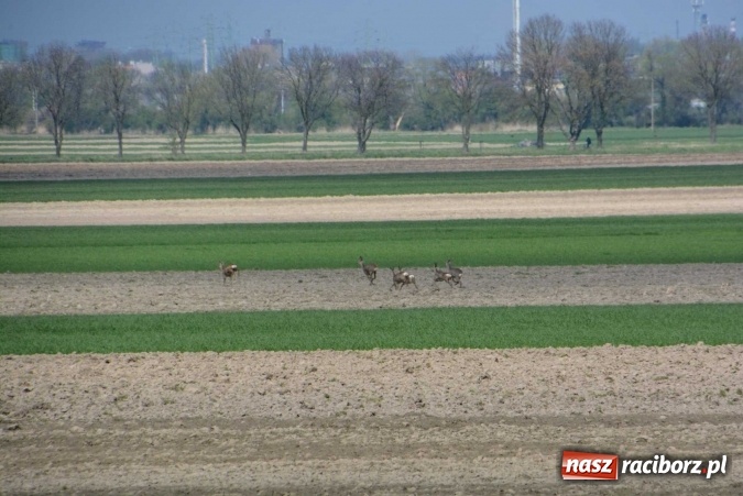 Zdjęcie w galerii na portalu naszraciborz.pl: Biskup, senator, starosta i wójt, czyli bieńkowicka procesja konna  wiadomości z regionu