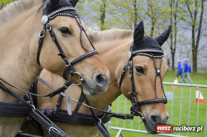 Zdjęcie w galerii na portalu naszraciborz.pl: Konny Festyn Wielkanocny w Pietrowicach Wielkich  wiadomości z regionu