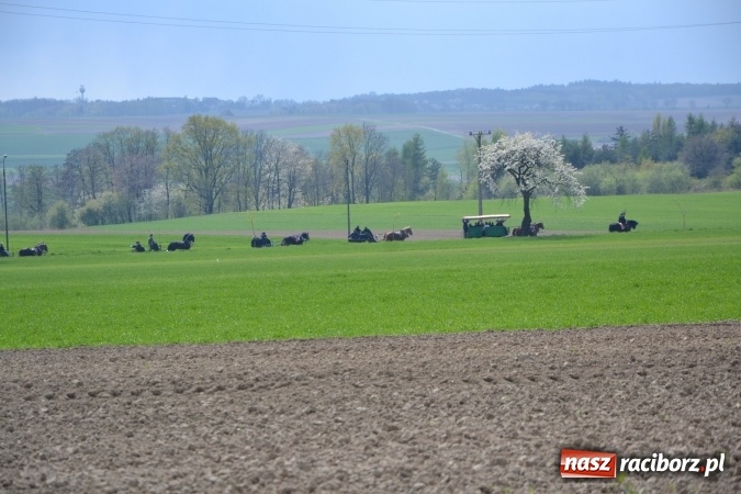 Zdjęcie w galerii na portalu naszraciborz.pl: Galopem, czyli finał bieńkowickiej procesji konnej  wiadomości z regionu