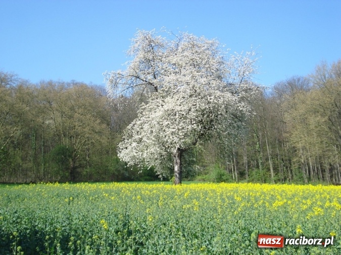 Zdjęcie w galerii na portalu naszraciborz.pl: Raciborzanie na seminarium w Königswinter wiadomości z regionu