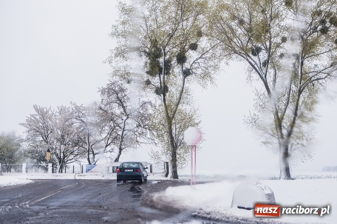 Zdjęcie w galerii na portalu naszraciborz.pl: Wiosna radosna w Raciborzu FOTOREPORTAŻ wiadomości z regionu
