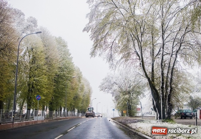 Zdjęcie w galerii na portalu naszraciborz.pl: Wiosna radosna w Raciborzu FOTOREPORTAŻ wiadomości z regionu