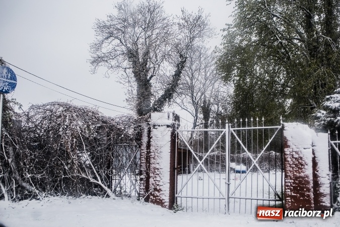 Zdjęcie w galerii na portalu naszraciborz.pl: Wiosna radosna w Raciborzu FOTOREPORTAŻ wiadomości z regionu