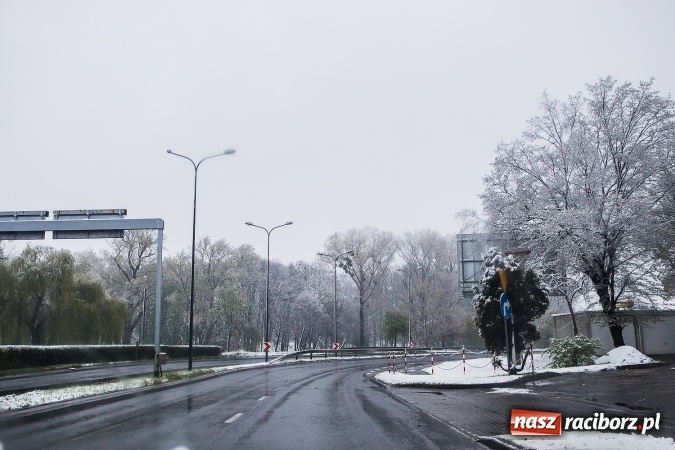 Zdjęcie w galerii na portalu naszraciborz.pl: Wiosna radosna w Raciborzu FOTOREPORTAŻ wiadomości z regionu