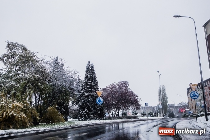 Zdjęcie w galerii na portalu naszraciborz.pl: Wiosna radosna w Raciborzu FOTOREPORTAŻ wiadomości z regionu