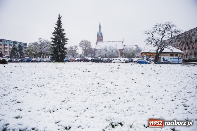 Zdjęcie w galerii na portalu naszraciborz.pl: Wiosna radosna w Raciborzu FOTOREPORTAŻ wiadomości z regionu