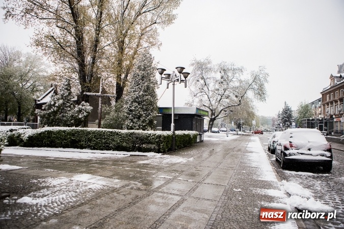 Zdjęcie w galerii na portalu naszraciborz.pl: Wiosna radosna w Raciborzu FOTOREPORTAŻ wiadomości z regionu