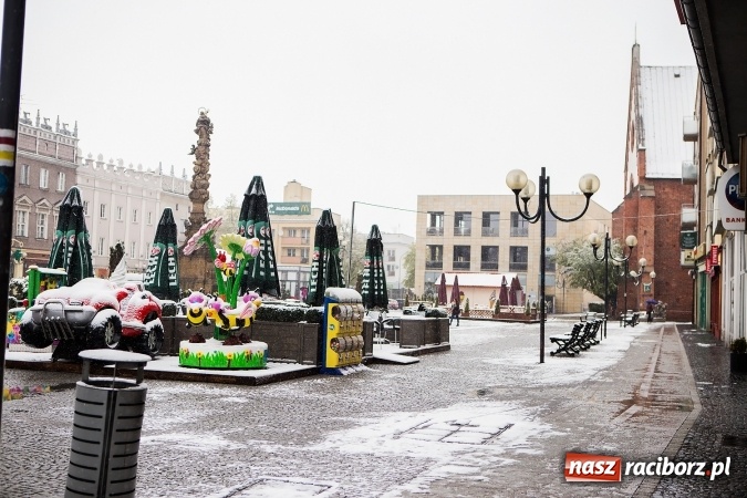 Zdjęcie w galerii na portalu naszraciborz.pl: Wiosna radosna w Raciborzu FOTOREPORTAŻ wiadomości z regionu
