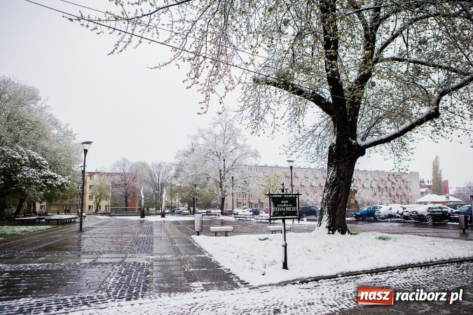 Zdjęcie w galerii na portalu naszraciborz.pl: Wiosna radosna w Raciborzu FOTOREPORTAŻ wiadomości z regionu