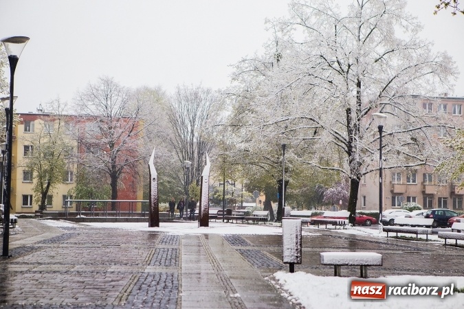 Zdjęcie w galerii na portalu naszraciborz.pl: Wiosna radosna w Raciborzu FOTOREPORTAŻ wiadomości z regionu