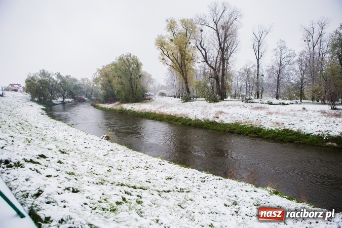 Zdjęcie w galerii na portalu naszraciborz.pl: Wiosna radosna w Raciborzu FOTOREPORTAŻ wiadomości z regionu