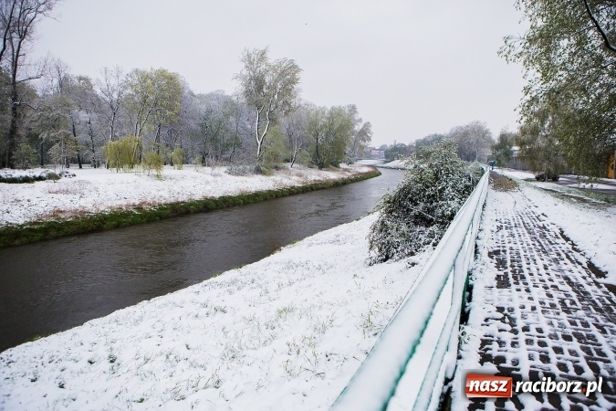 Zdjęcie w galerii na portalu naszraciborz.pl: Wiosna radosna w Raciborzu FOTOREPORTAŻ wiadomości z regionu