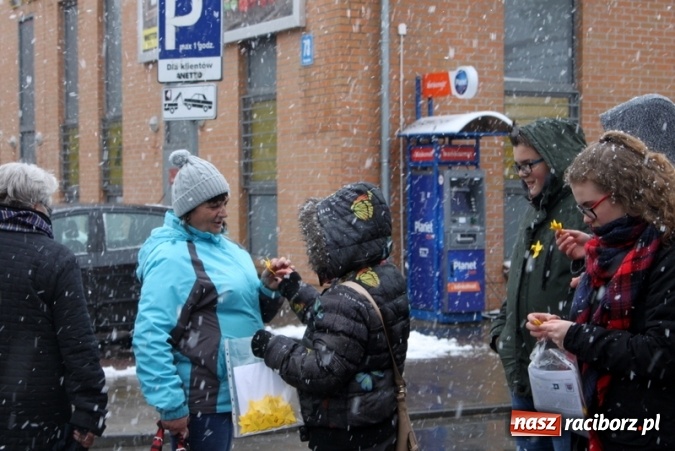 Zdjęcie w galerii na portalu naszraciborz.pl: Wolontariusze z Gimnazjum nr 5 rozdawali żonkile  wiadomości z regionu
