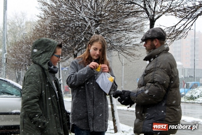 Zdjęcie w galerii na portalu naszraciborz.pl: Wolontariusze z Gimnazjum nr 5 rozdawali żonkile  wiadomości z regionu