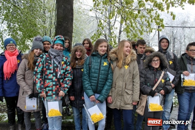 Zdjęcie w galerii na portalu naszraciborz.pl: Wolontariusze z Gimnazjum nr 5 rozdawali żonkile  wiadomości z regionu